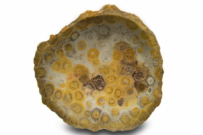 Polished Fossil Coral (Actinocyathus) Dish - Morocco #323052